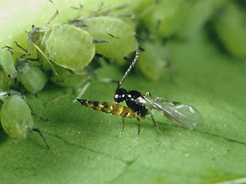 Neoseiulus cucumeris 01