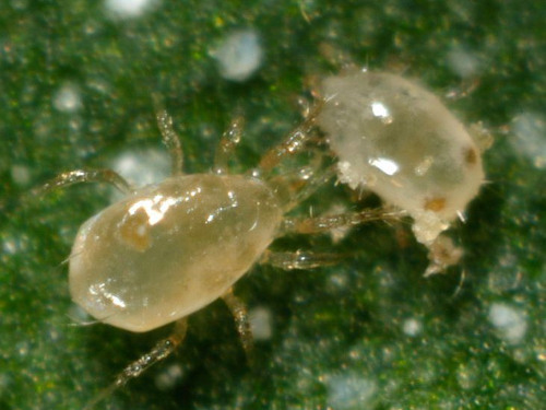 Neoseiulus cucumeris 02