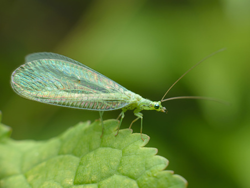chrysoperla carnea 04