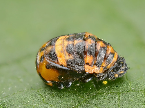 coccinella 02