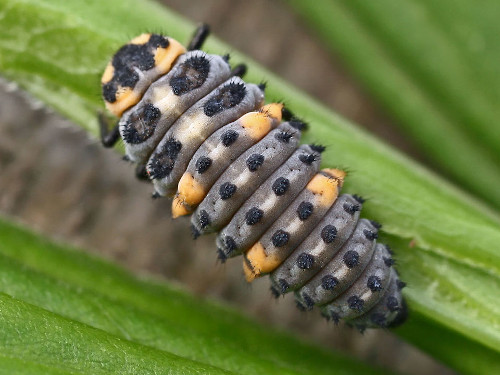 coccinella 04